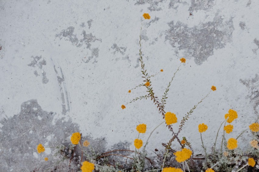 yellow flowers on white snow cv9C