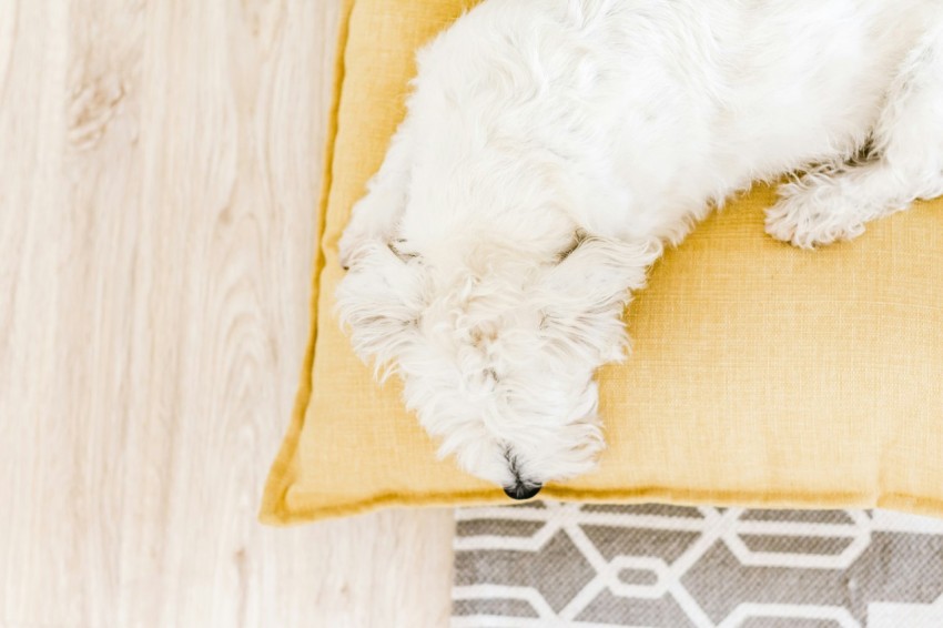 white long coat small dog on brown and black area rug