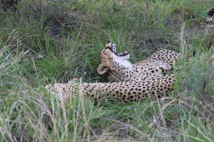 a cheetah laying in the grass with its mouth open cVYMqDjgm