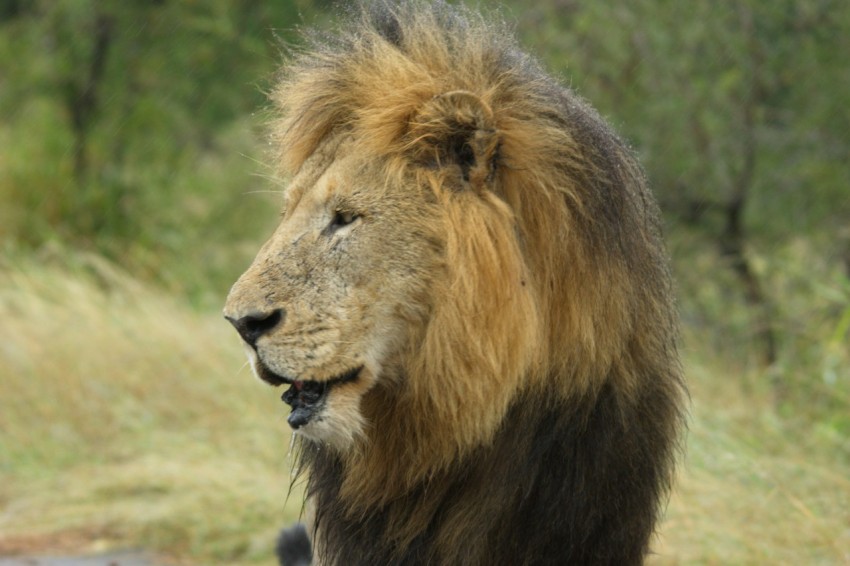 a lion with a mane