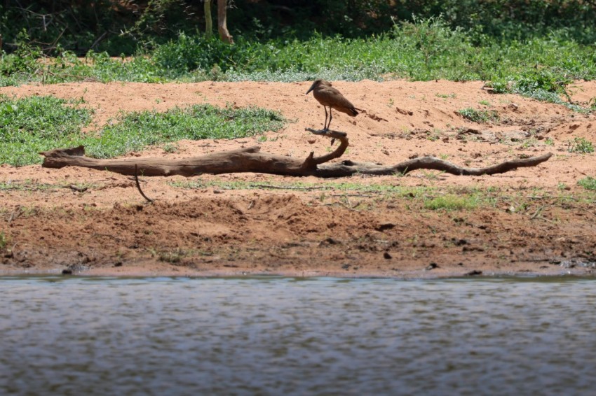 a bird is standing on a log by the water yav