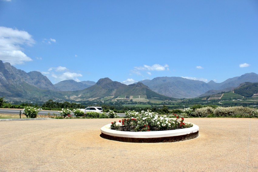 white petaled flowers beside mountain during daytime