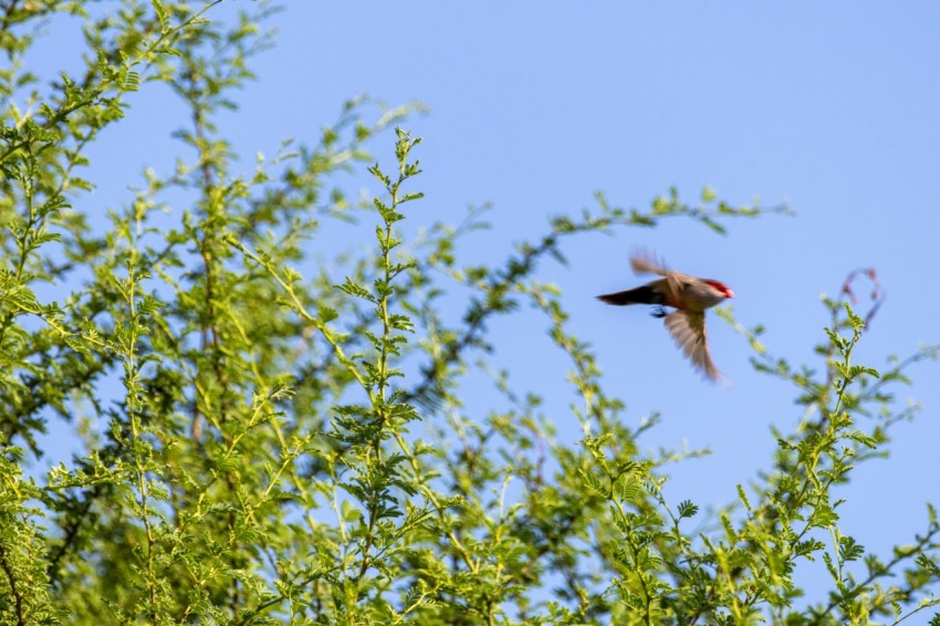 a bird flying in the air over a tree