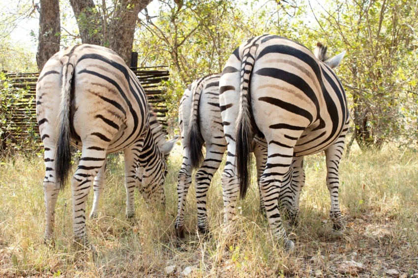 a group of zebras grazing in a field