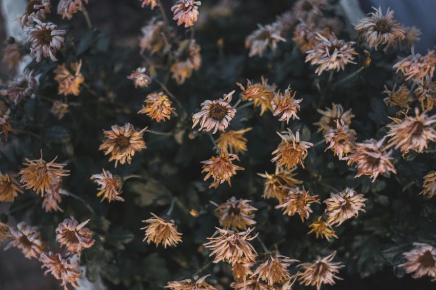 brown and white flowers in close up photography