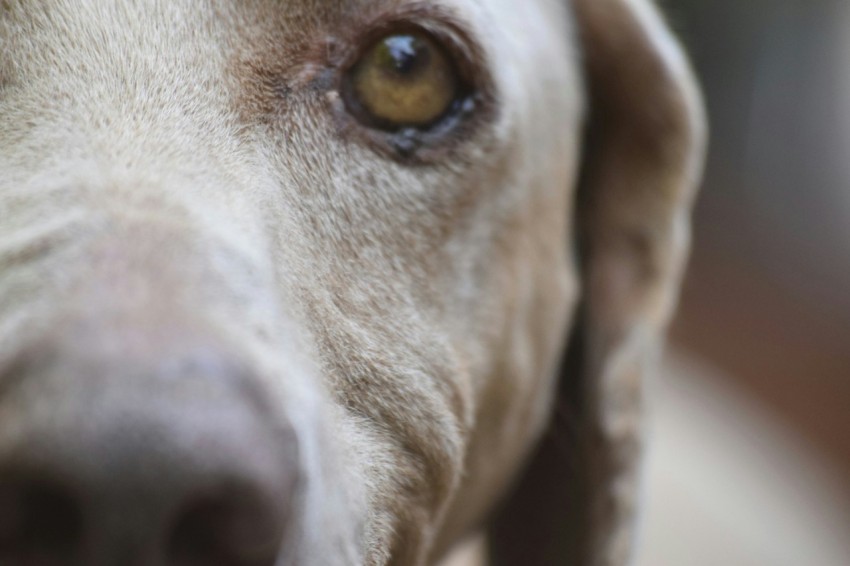 a close up of a dogs face with a blurry background