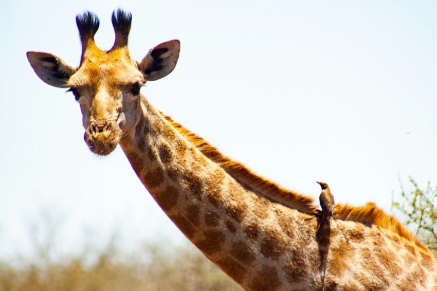 a giraffe standing next to a tree on a sunny day