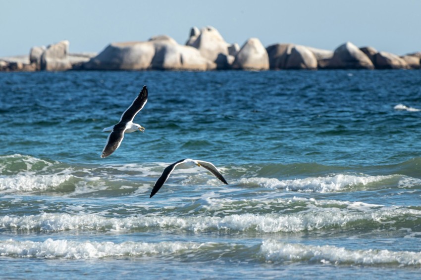 a seagull flying over the ocean with rocks in the background