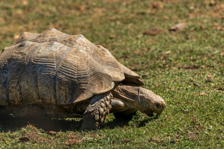 a large turtle walking across a lush green field iq7ltRiJ