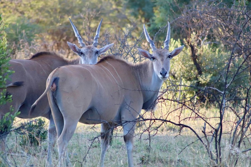 two antelope standing next to each other in a field