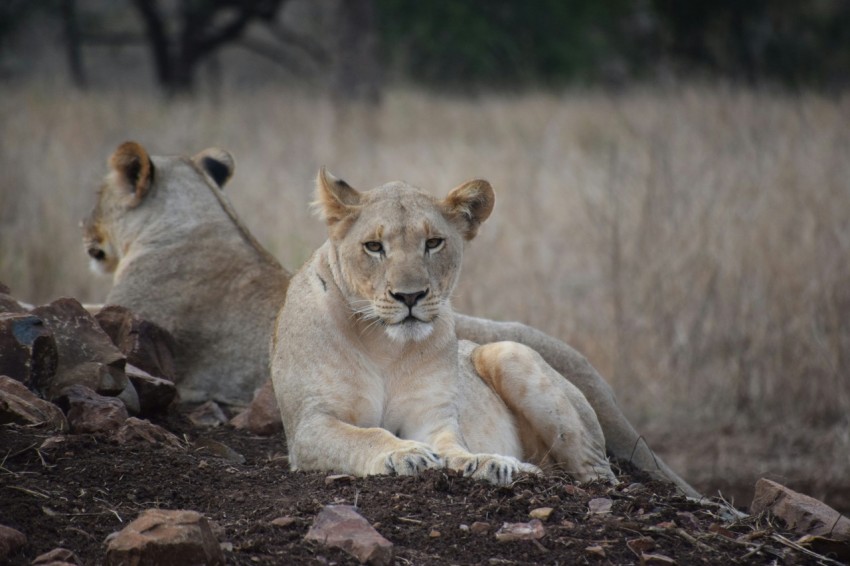 brown lioness lying on ground during daytime