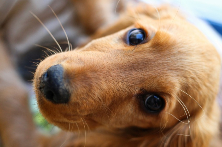 a close up of a dogs face with blue eyes