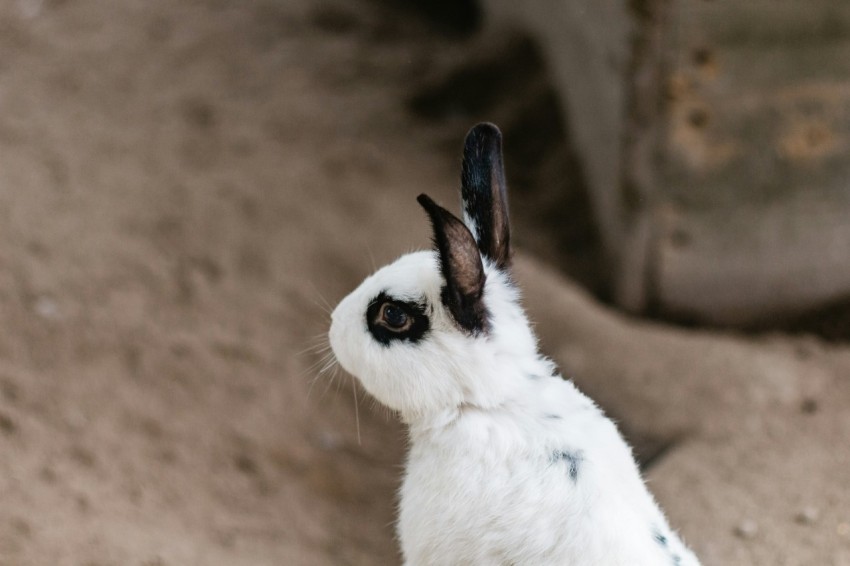 white and black rabbit