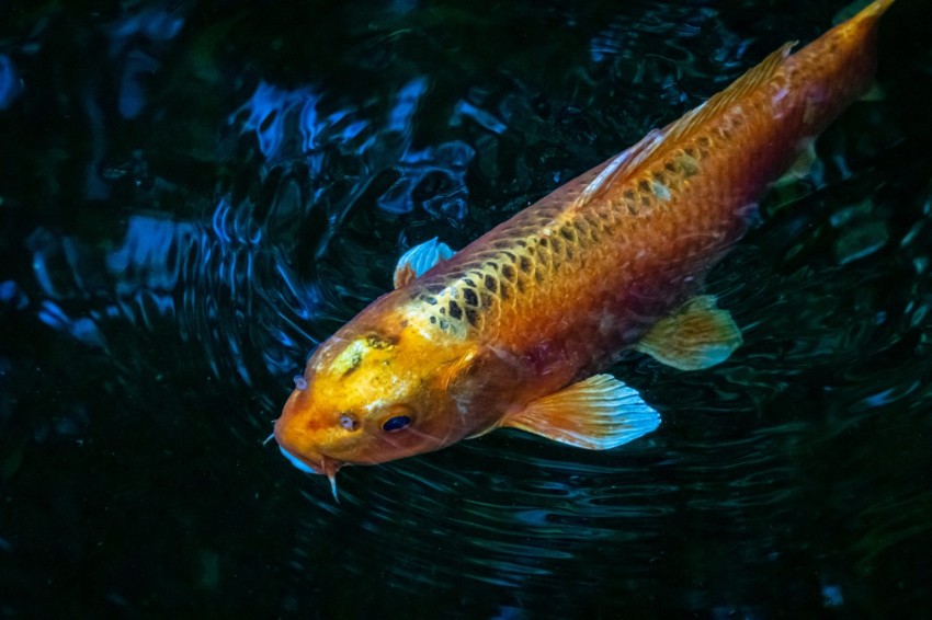 a fish swimming in a pond of water