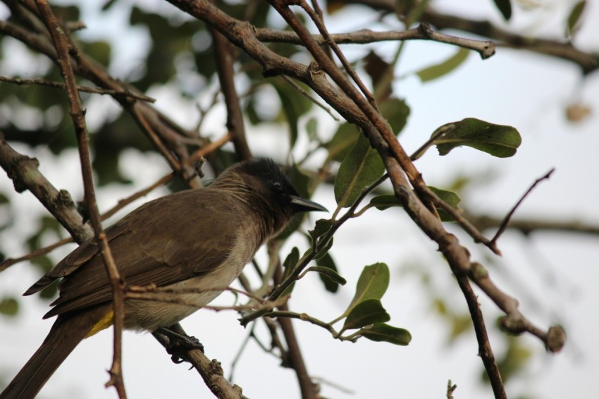 a bird sitting on a branch of a tree Gpbzj4