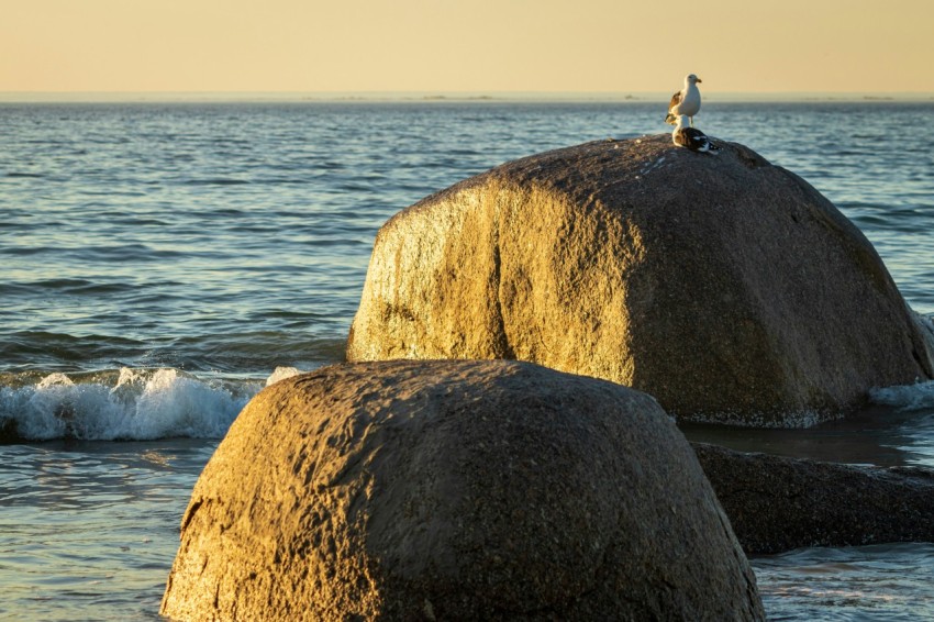 a bird sitting on top of a large rock in the ocean  fMjSin9O