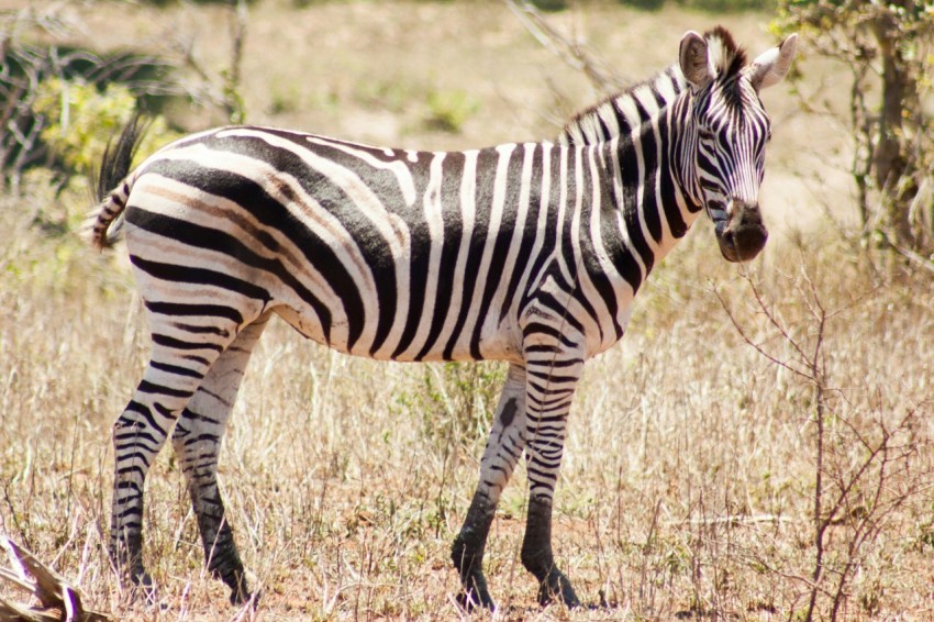 a zebra standing in the middle of a field