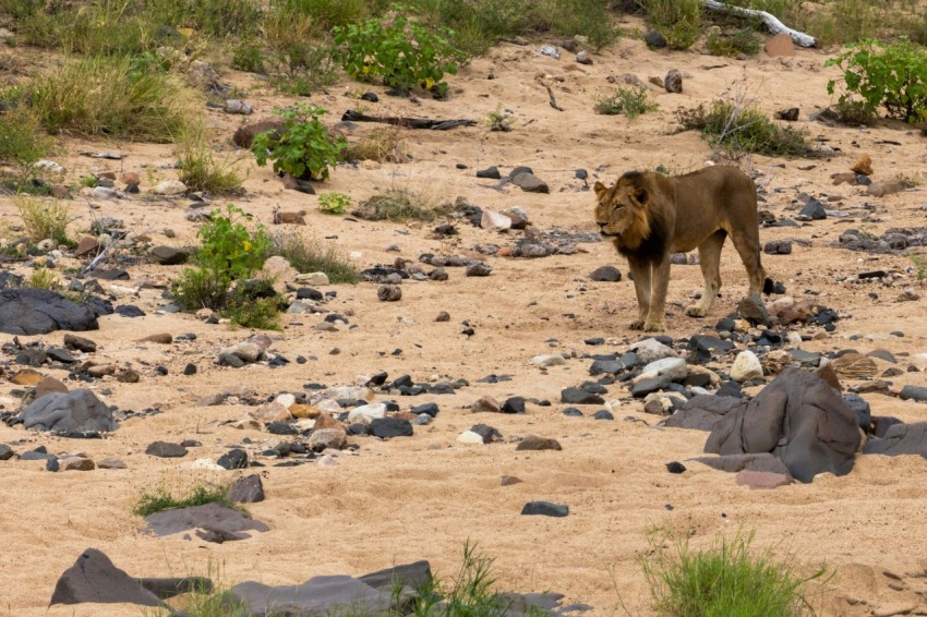 a lion standing on top of a dirt field oO5wwv