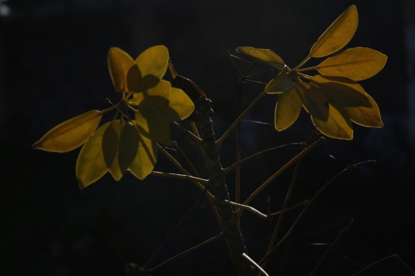 a close up of a plant with yellow flowers