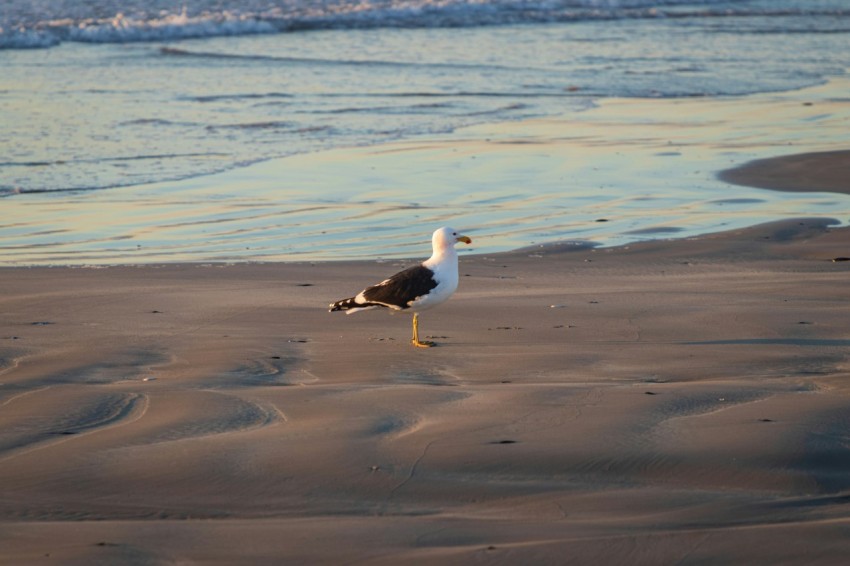 a seagull walking on a beach near the ocean