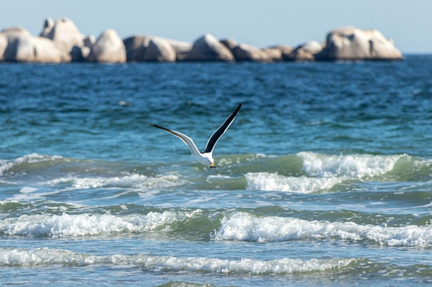 a bird flying over a body of water