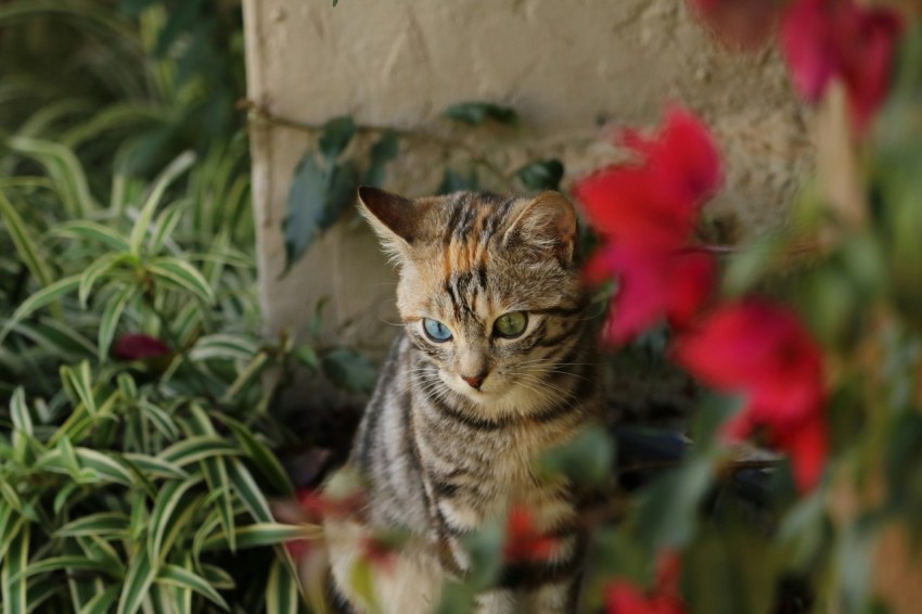 a cat with blue eyes standing in a garden