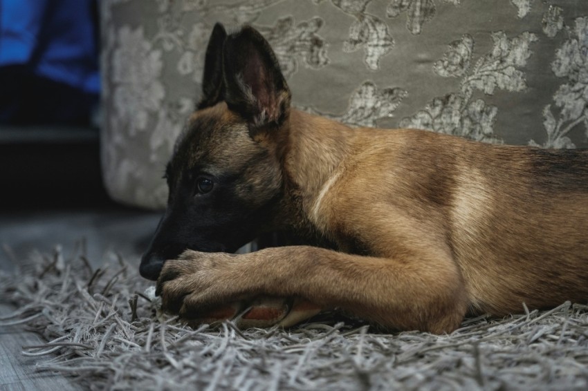 brown and black short coated dog lying on gray and white floral textile