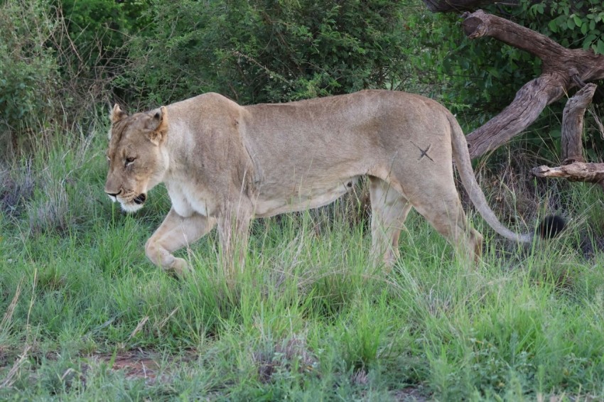 a large lion walking through a lush green field