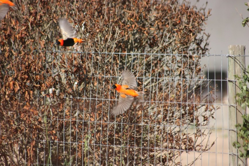 a group of birds flying over a wire fence