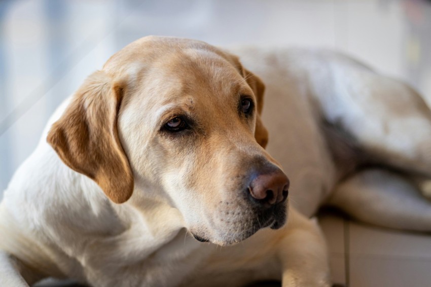 yellow labrador retriever puppy lying on white textile