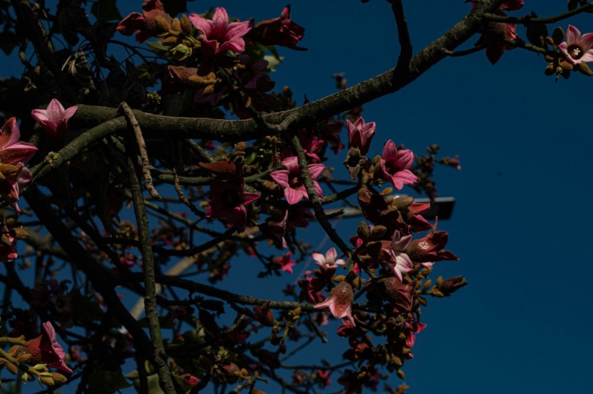 a tree branch with pink flowers against a blue sky