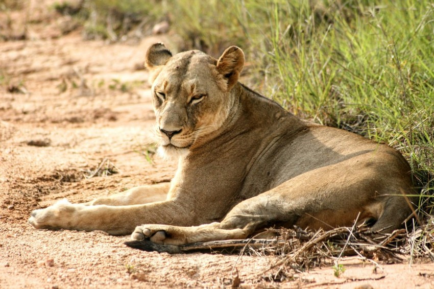 a lion laying down on a dirt road hzA8w