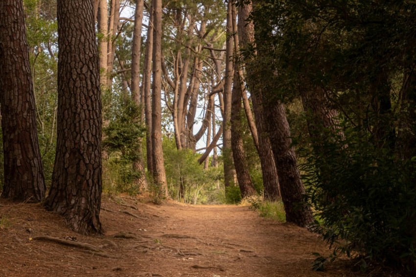 a dirt path in the middle of a forest