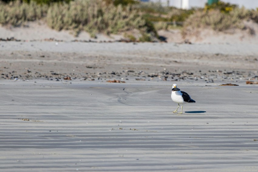 a seagull standing on a beach near the ocean