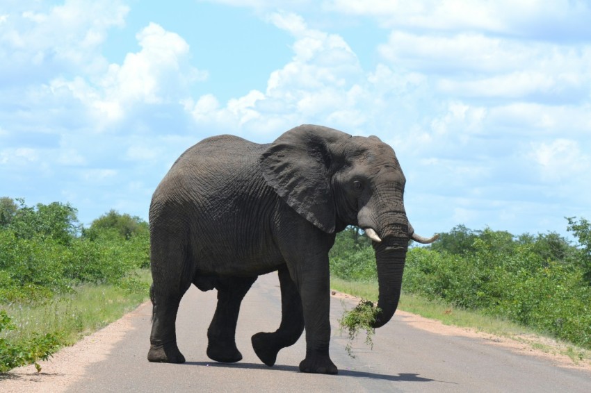 an elephant is walking down the road with a branch in its mouth