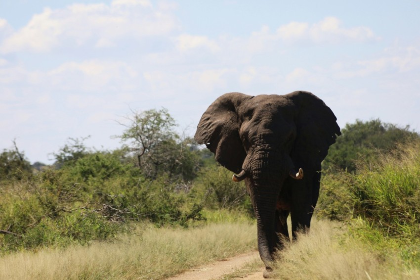 black elephant on green grass field during daytime