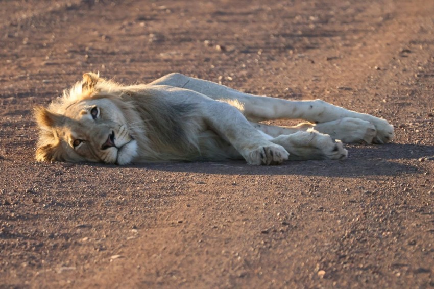 a large white lion laying on top of a dirt field