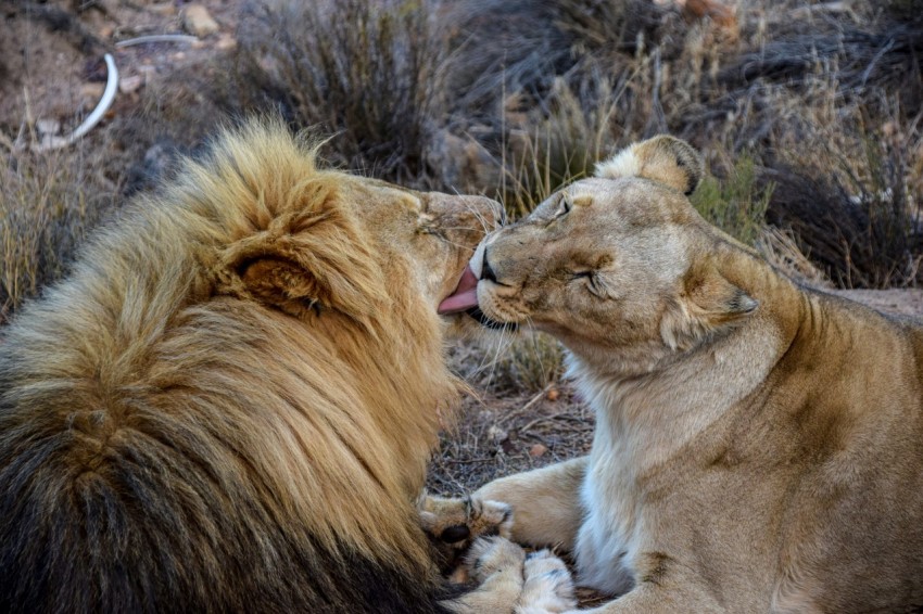 lion and lioness on brown grass field during daytime