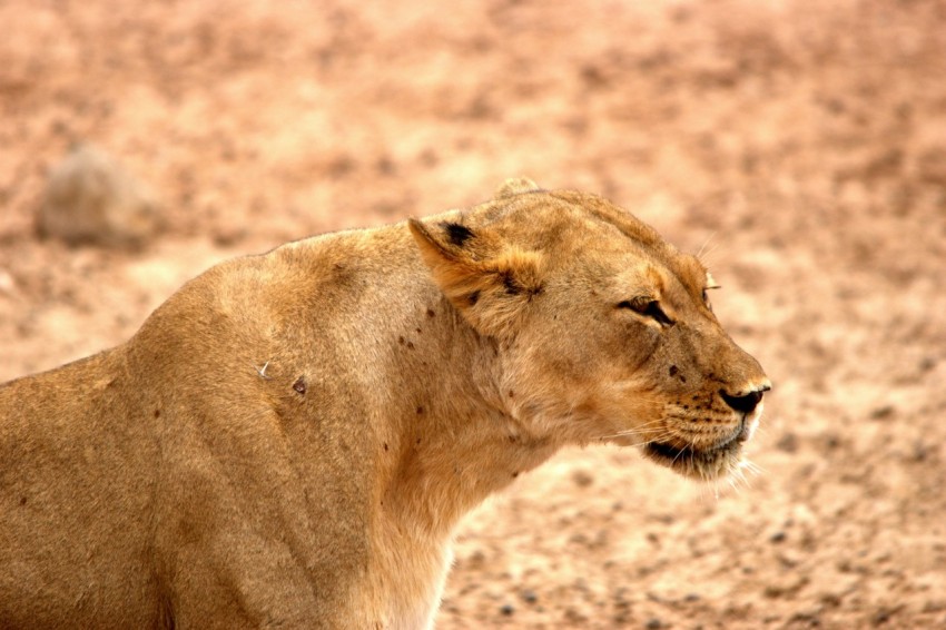 a close up of a lion on a dirt field ibcS