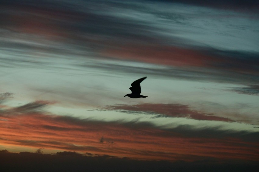 a bird flying in the sky at sunset