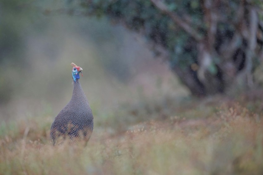 a close up of a bird in a field