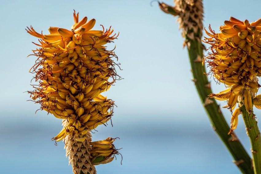 a close up of a plant with a blue sky in the background