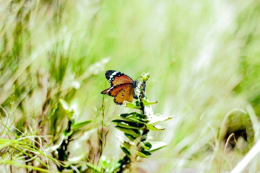 vanessa atalanta butterfly perched on green leafed plant in selective focus photography AbH