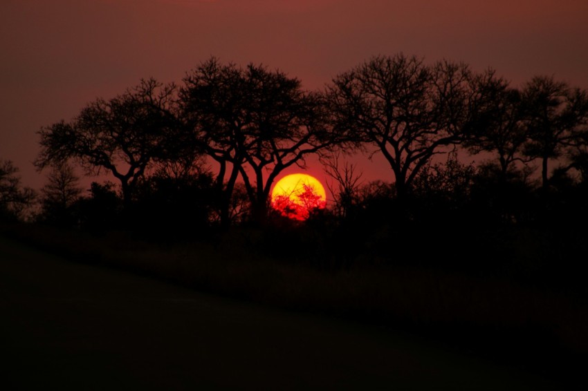 silhouette of trees during sunset