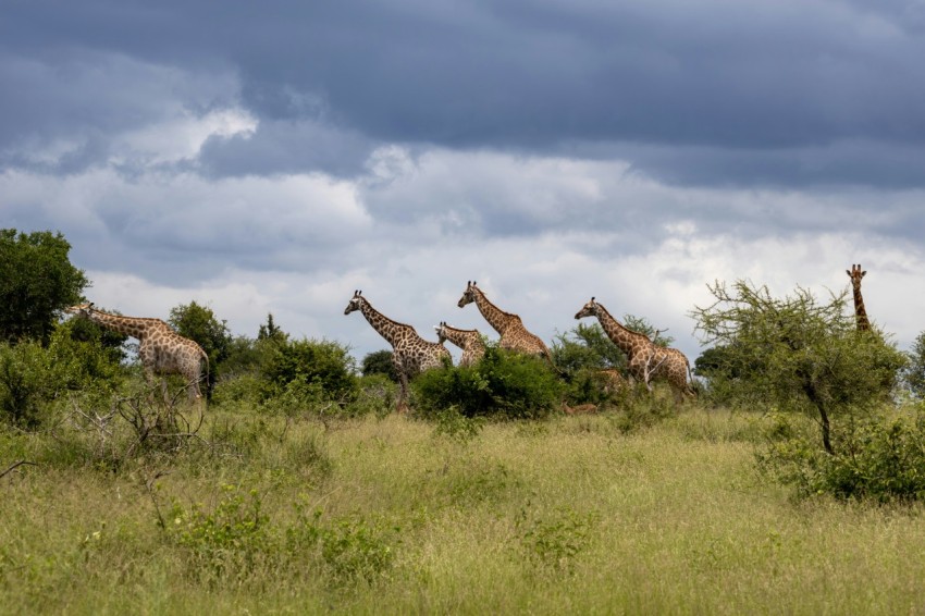 a group of giraffes walking through a field