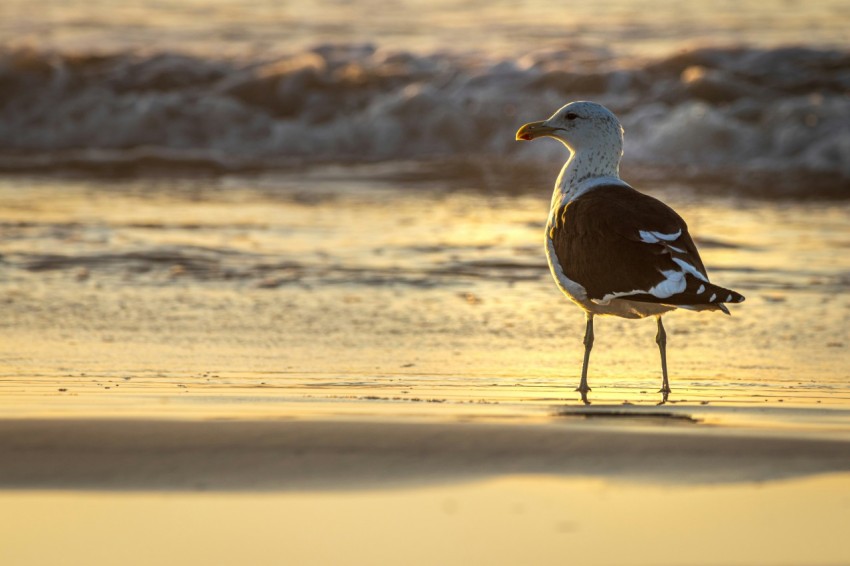 a seagull standing on the beach at sunset