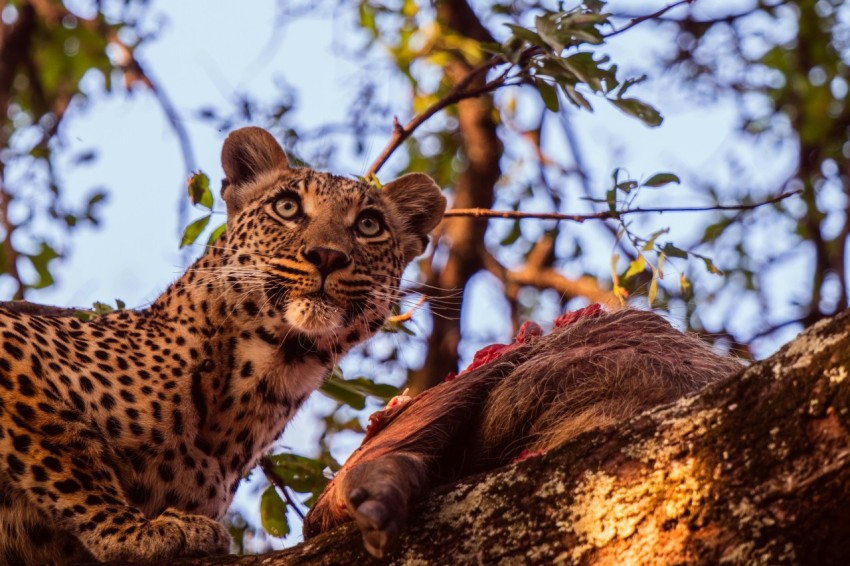 a leopard is sitting on a tree branch