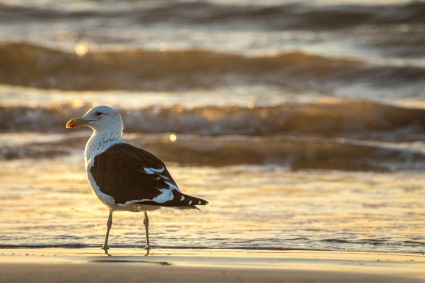 a seagull standing on the beach at sunset