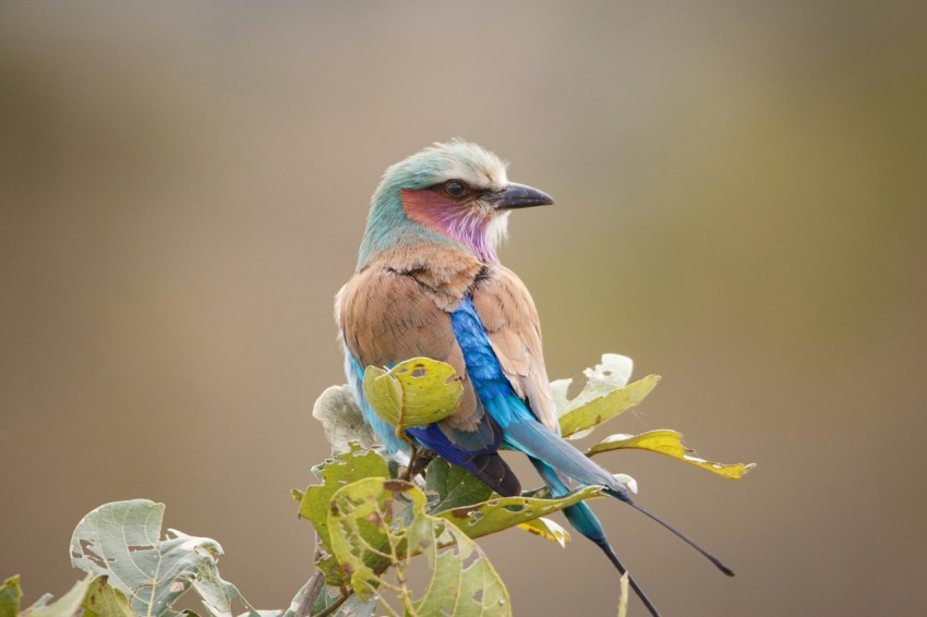 a colorful bird sitting on top of a tree branch wiQ7vP4