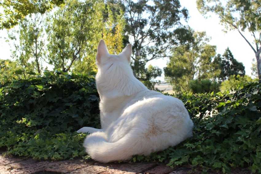 a large white dog sitting on top of a lush green field